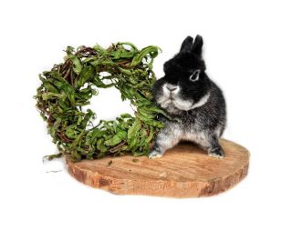 Vrbový věneček➡️ www.biomiro.store