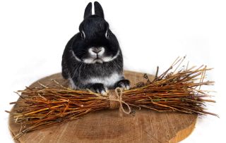 Dobromysl neboli oregano patří mezi bylinky, které zvířata poznají už podle vůně. Tenhle svazek vzniká čistě ruční prací –...